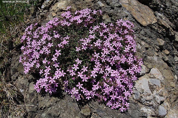 Saponaria ocymoides