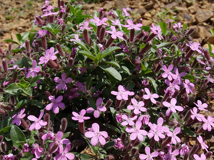 Saponaria ocymoides