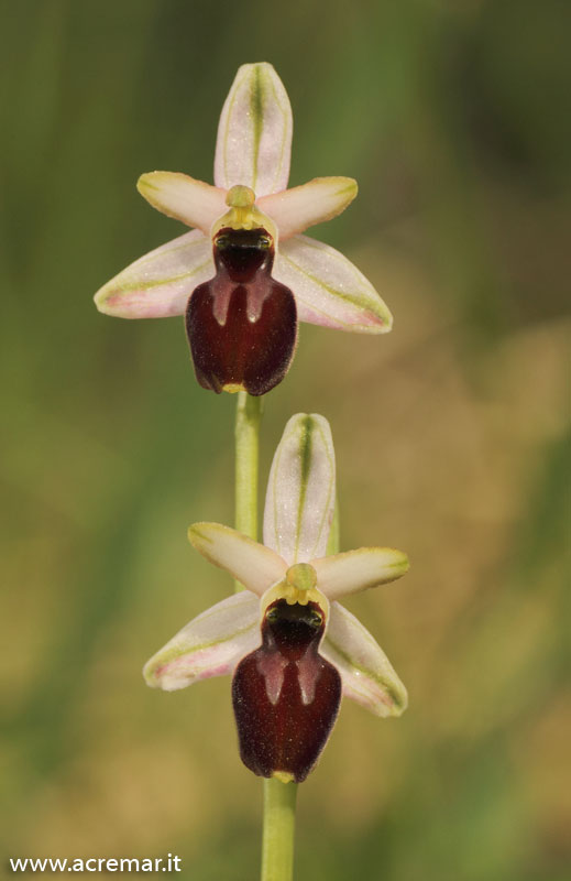 Ophrys tyrrhena?