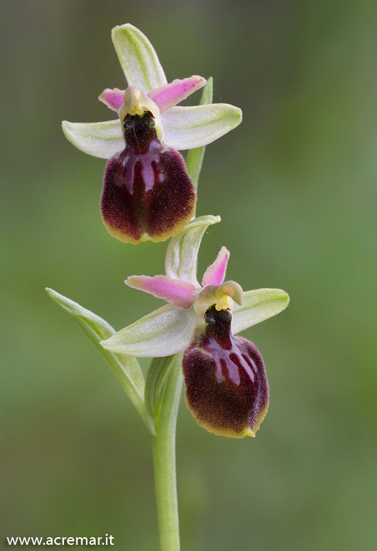 Ophrys tyrrhena?