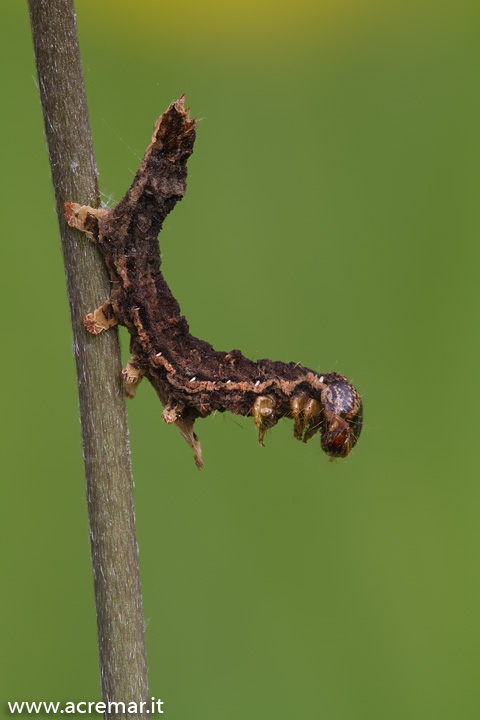 Coleottero? - larva cf. Drepanidae