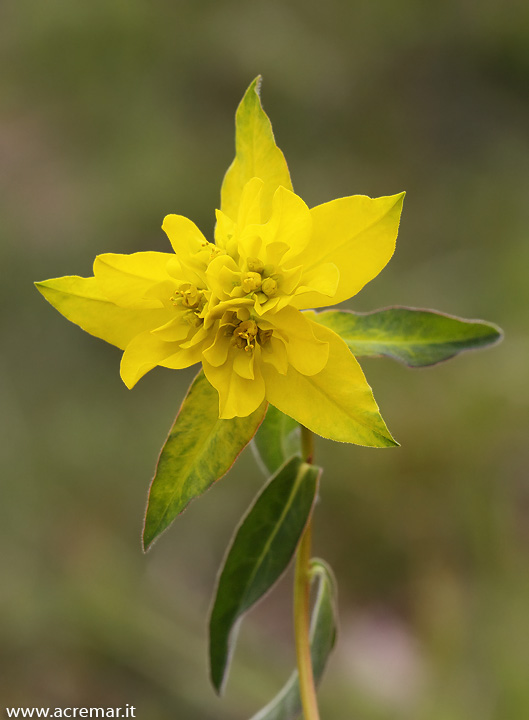 Euphorbia cfr.brittingeri