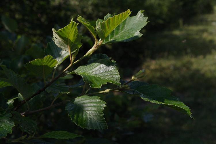 Albero da identificare