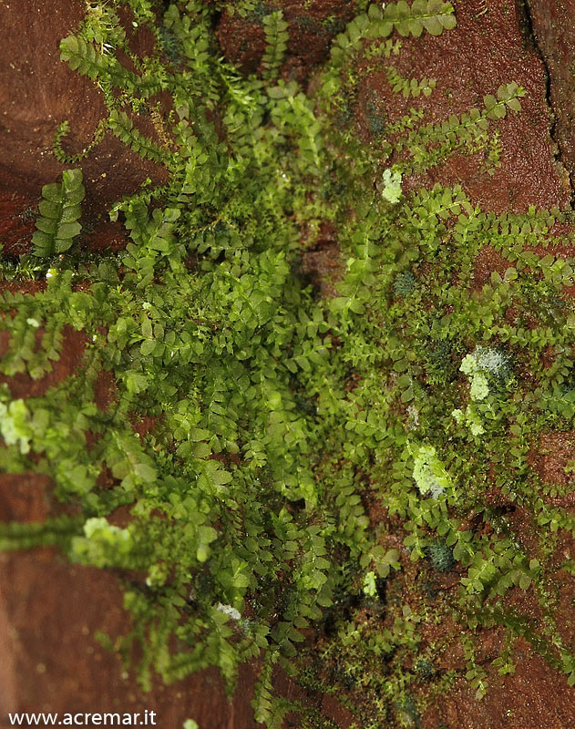 Pianta in grotta: Lophocolea heterophylla