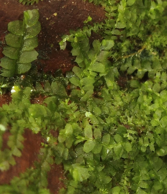 Pianta in grotta: Lophocolea heterophylla