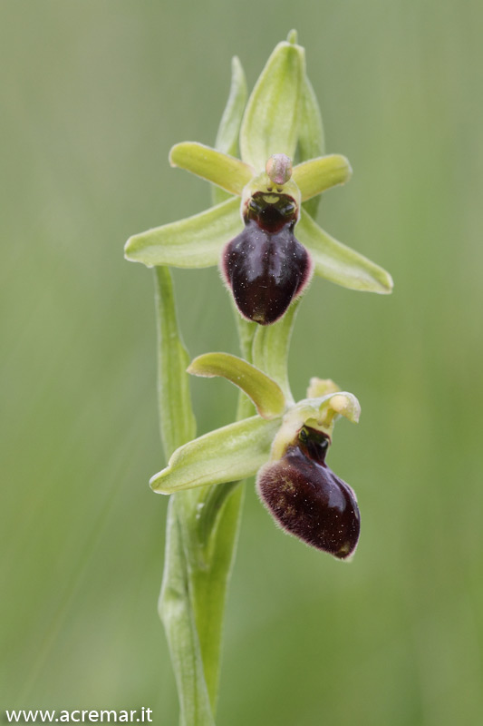 Ophrys da identificare 2