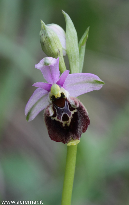 Ophrys da identificare 3