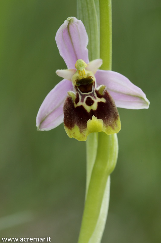 Ophrys da identificare 4