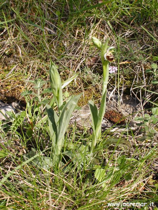 Orchis ustulata, Op. fusca, Op. fuciflora