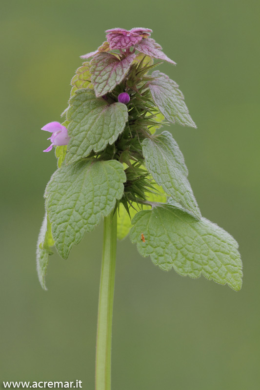 Lamium purpureum