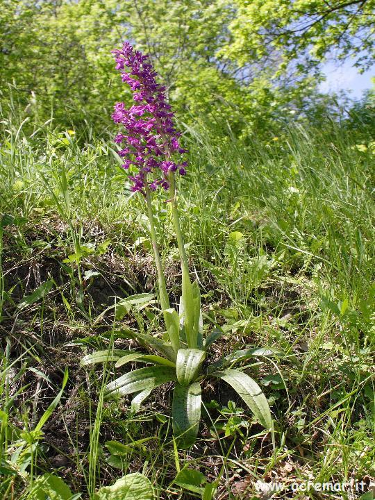 Orchis mascula