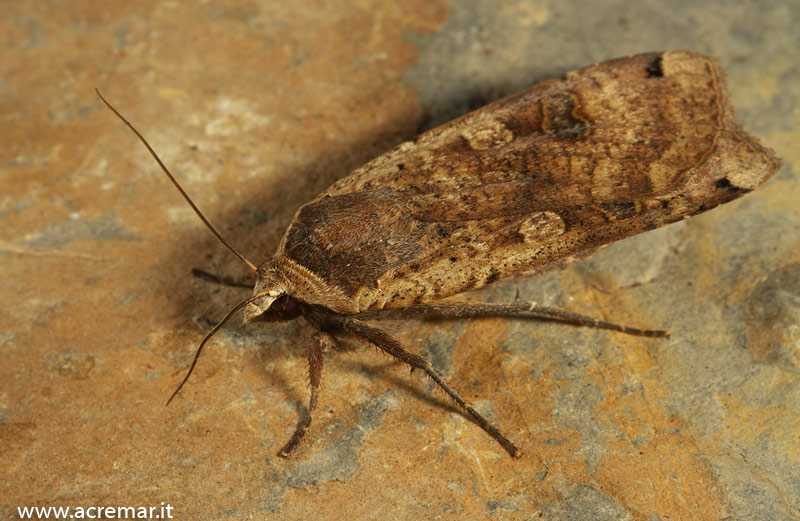 Noctuidae da identificare