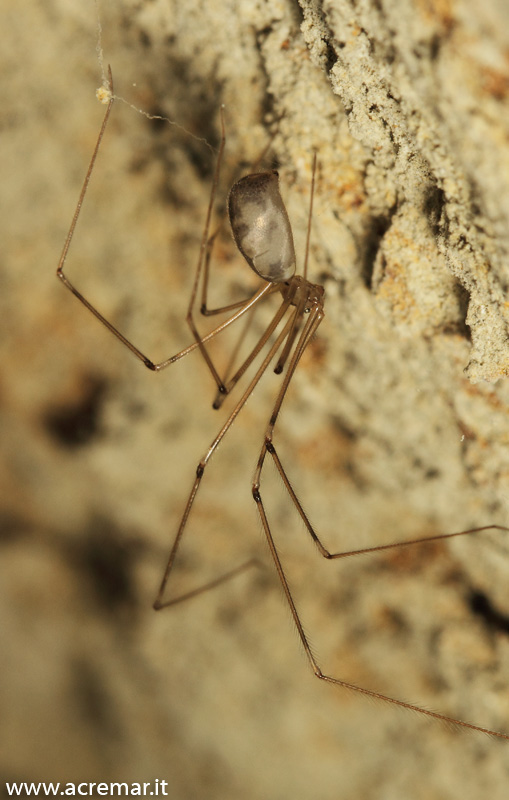 Pholcus phalangioides