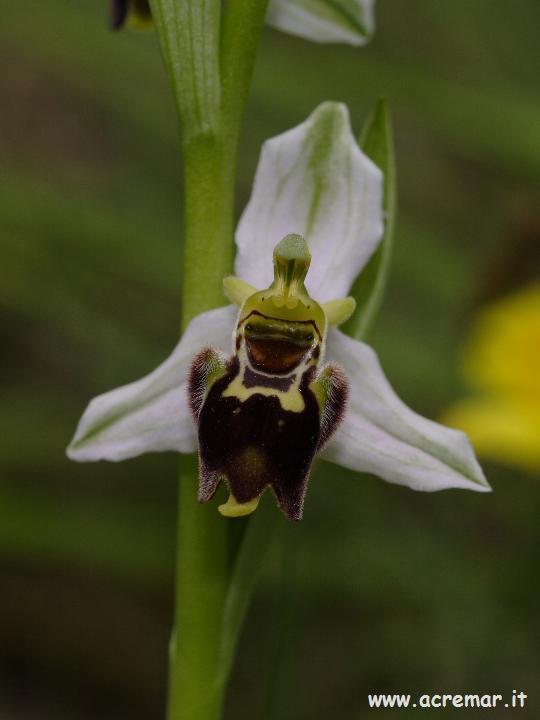 Ibrido: Ophrys apifera x ???