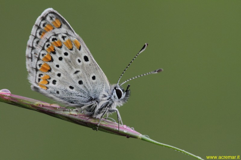 Polyommatus bellargus? - Aricia agestis