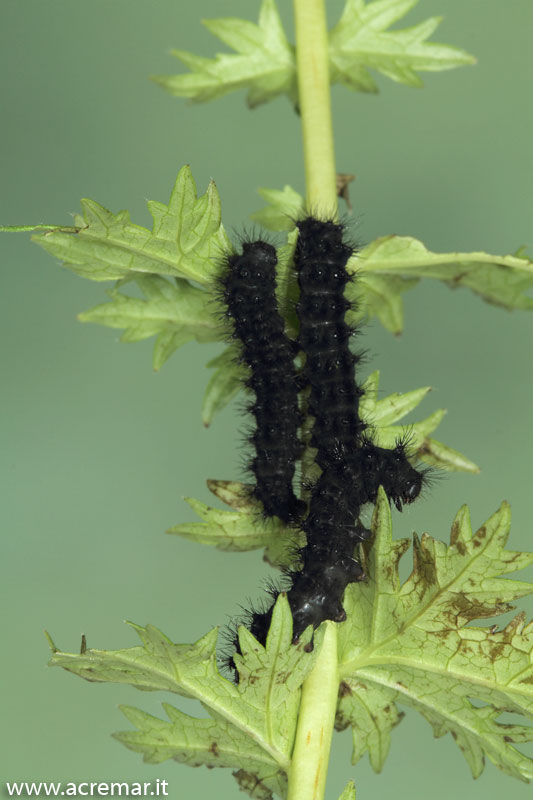 Saturnia .... ma quale? - Saturnia (Eudia) pavoniella