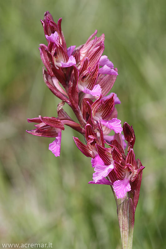 Papilionacea ibrido?