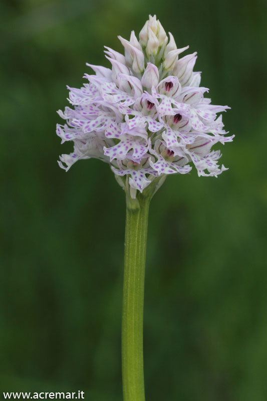 Neotinea tridentata