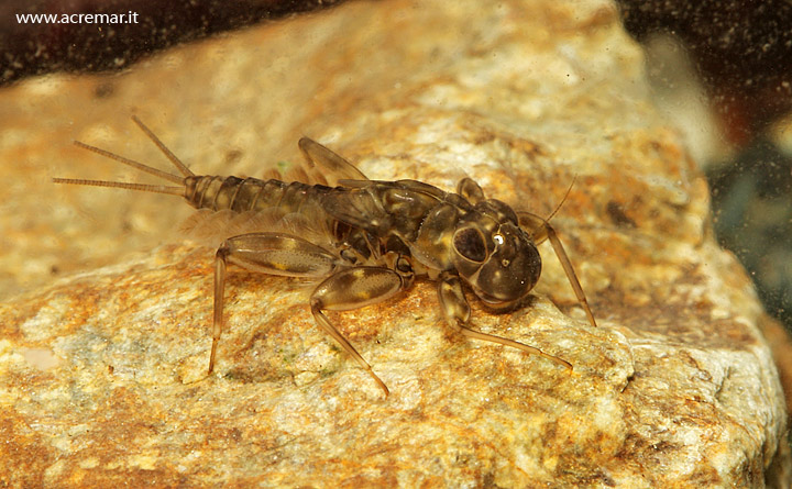 Ecdyonurus sp.