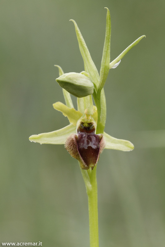 Ophrys incubacea?