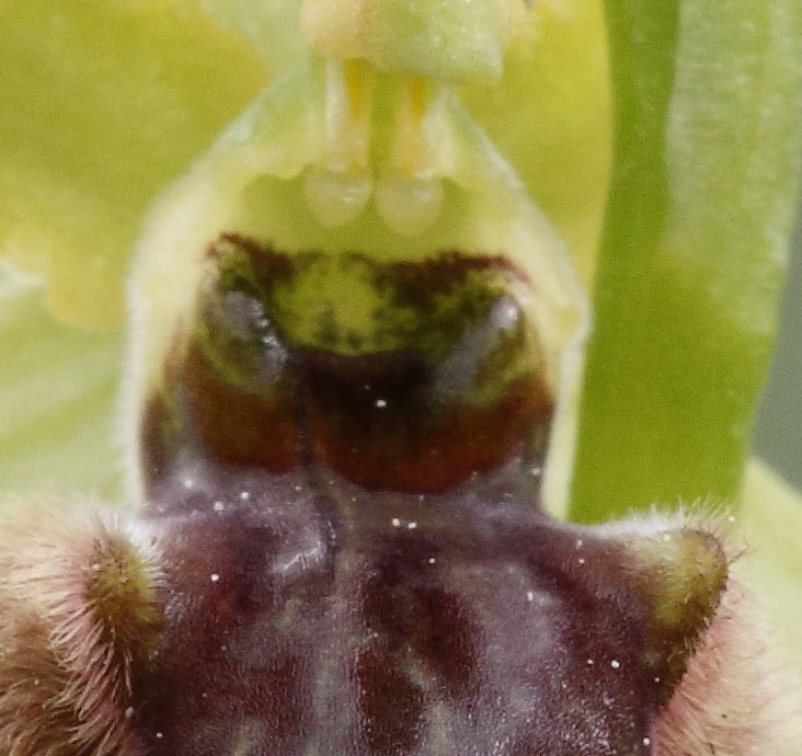 Ophrys incubacea?