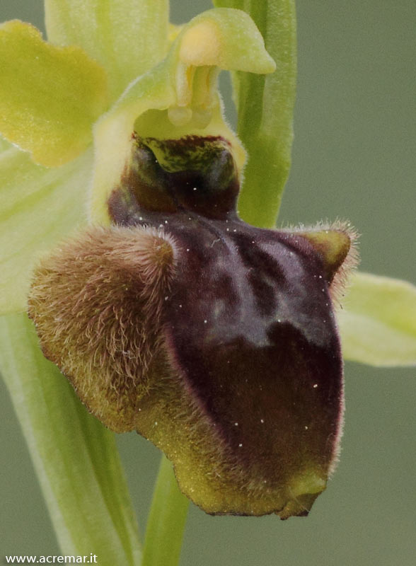 Ophrys incubacea?