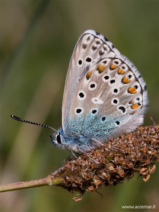 Polyommatus bellargus