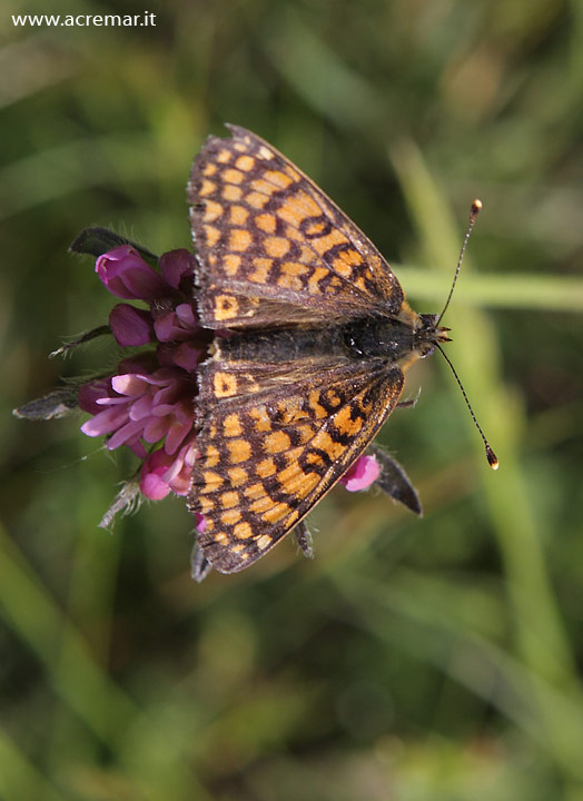 Melitaea phoebe ?