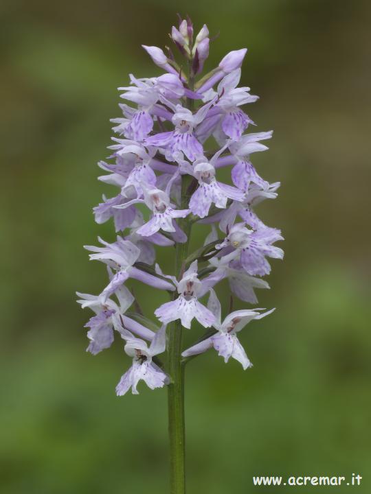 Dactylorhiza maculata subsp. fuchsii