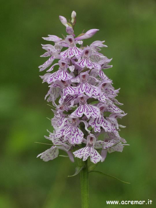 Dactylorhiza maculata subsp. fuchsii