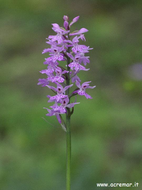 Dactylorhiza maculata subsp. fuchsii