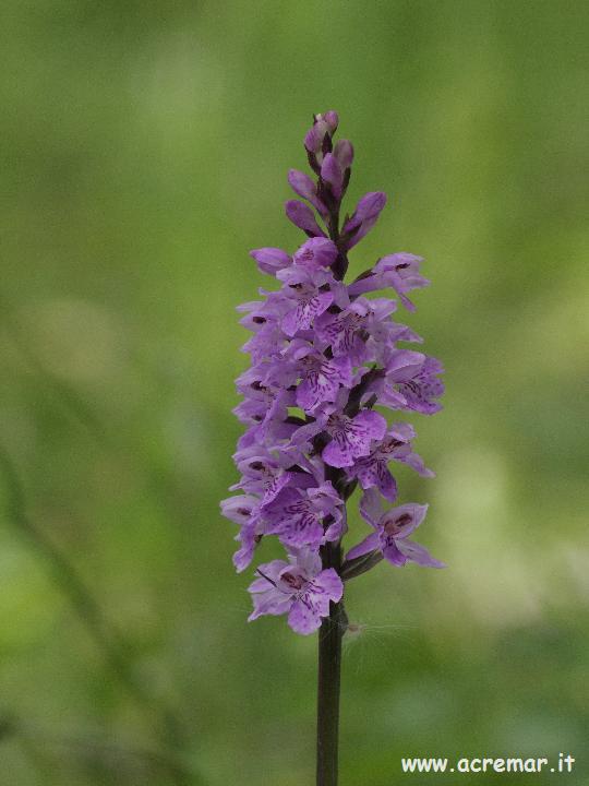 Dactylorhiza maculata subsp. fuchsii