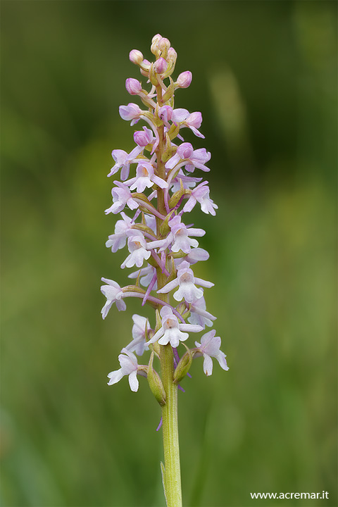 Gymnadenia bianca