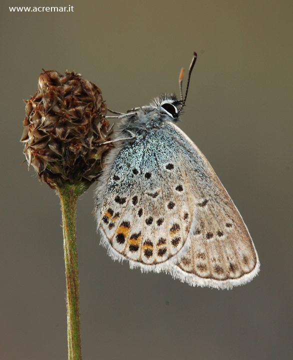 Plebejus idas ?