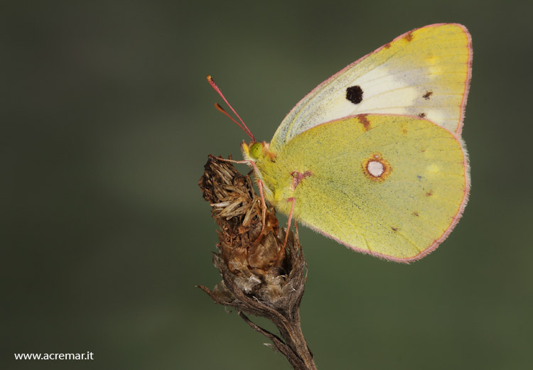 Colias