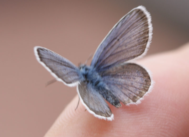 Plebejus idas ?