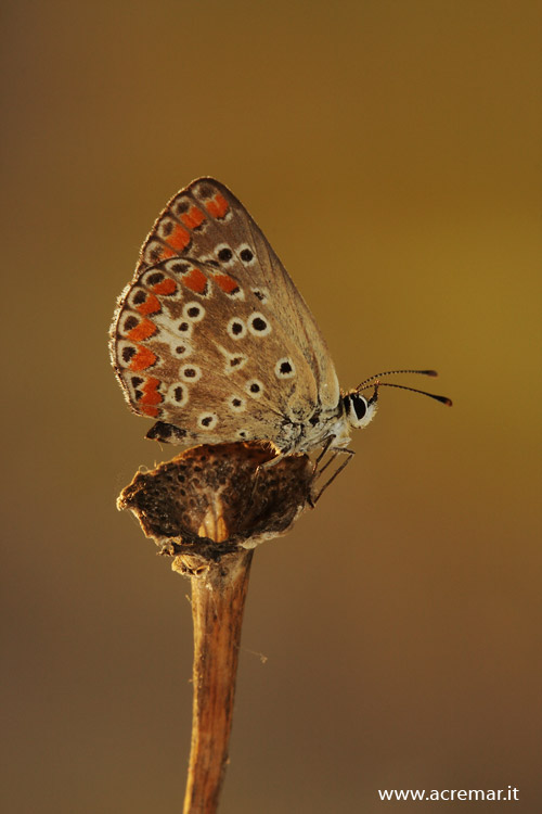 Polyommatus icarus? - No,  Aricia  agestis