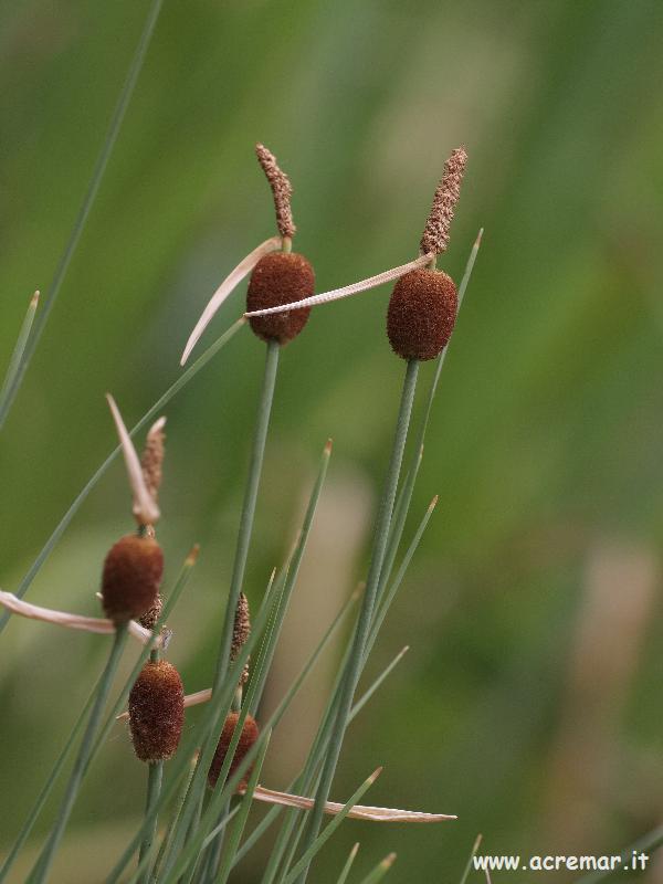 Typha minima / Lisca minore