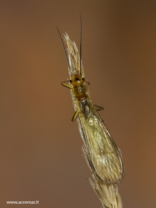 Isoperla sp.