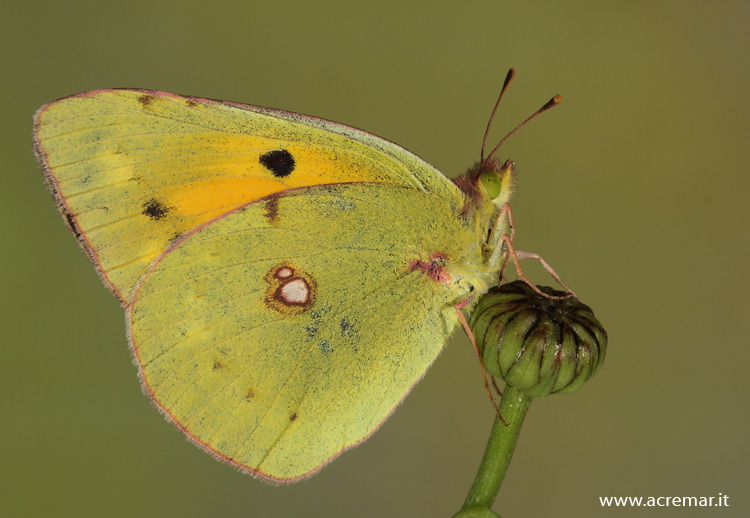 Colias