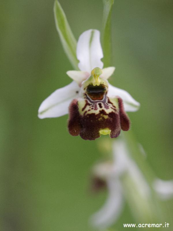 Ophrys fuciflora?