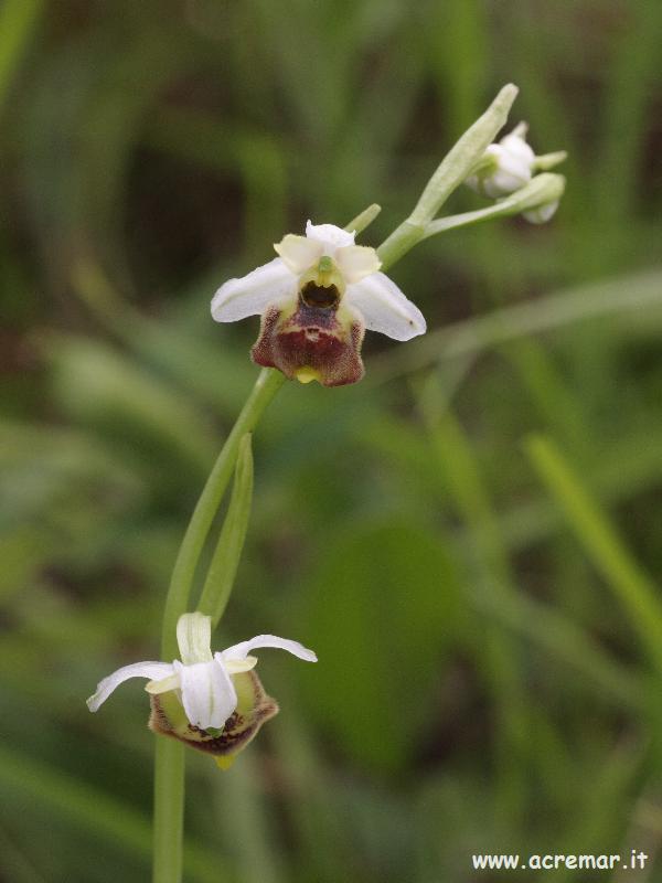 Ophrys fuciflora?