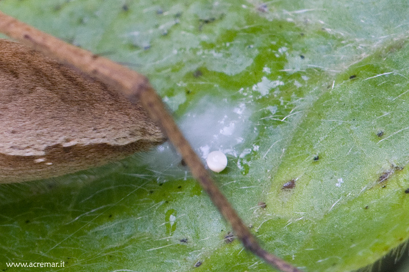 Ho fatto l''uovo ma non  un uovo e.... (Pisaura mirabilis)