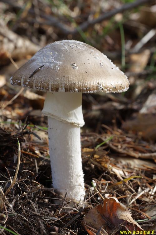 Amanita spissa o rubescens ?