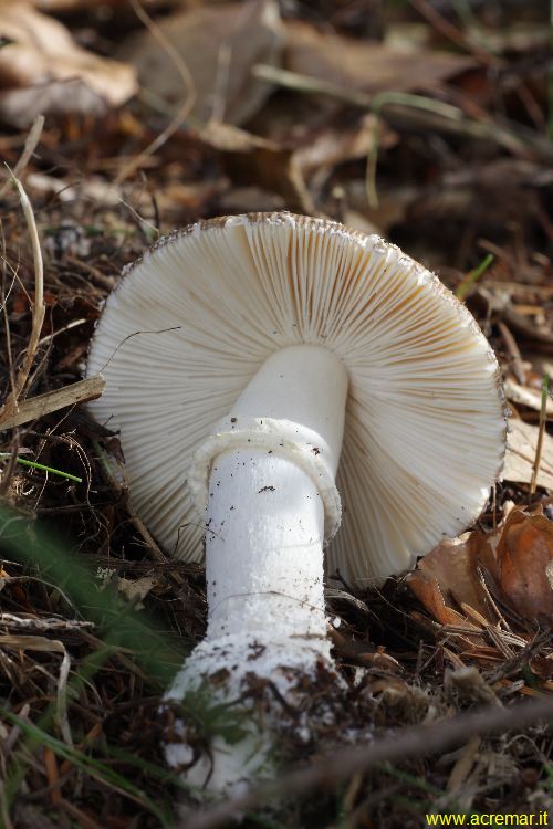 Amanita spissa o rubescens ?