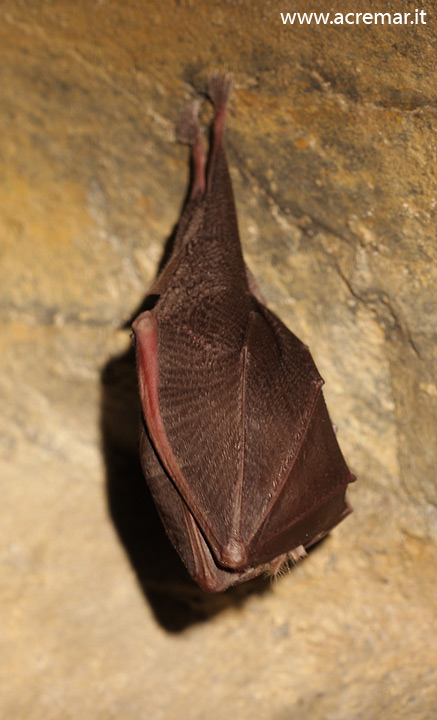 Rhinolophus sp.