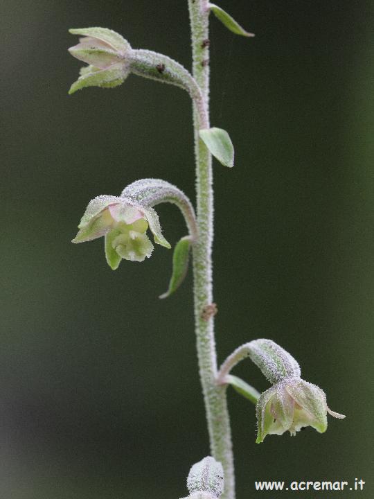 Epipactis microphylla