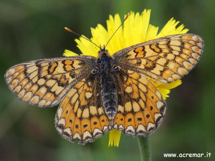 Euphydryas aurinia