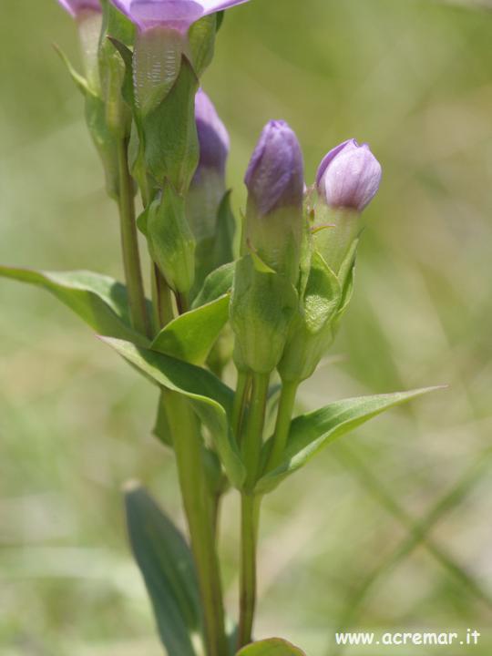 Gentiana campestris