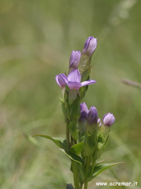 Gentiana campestris